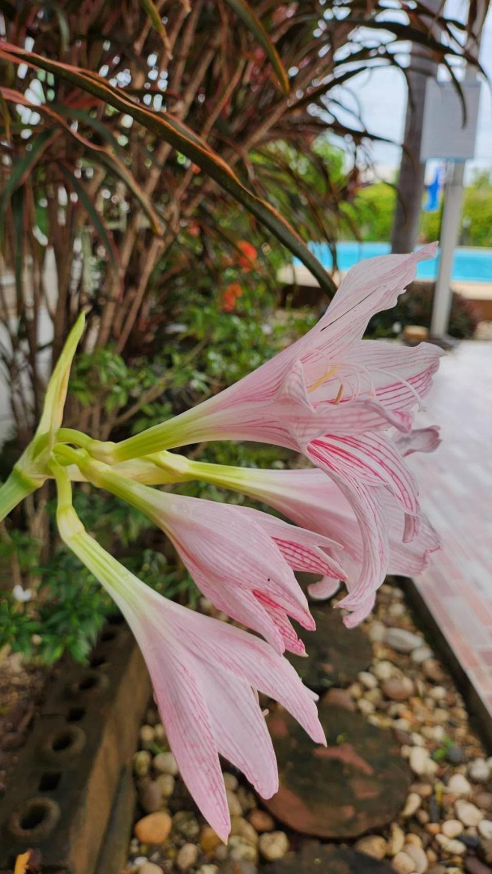 Nuch'S Apple Guest House Si Bun Ruang エクステリア 写真